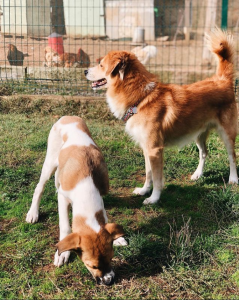 köpeğim yerden yemek yiyor